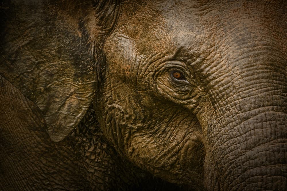 Wild Elephant Gaze by Pavol Stranak — canvas wall art
