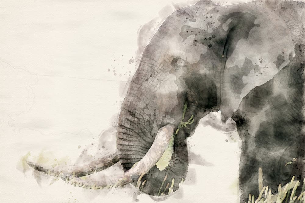 Peaceful Elephant Watercolor by Arno Du Toit — canvas wall art