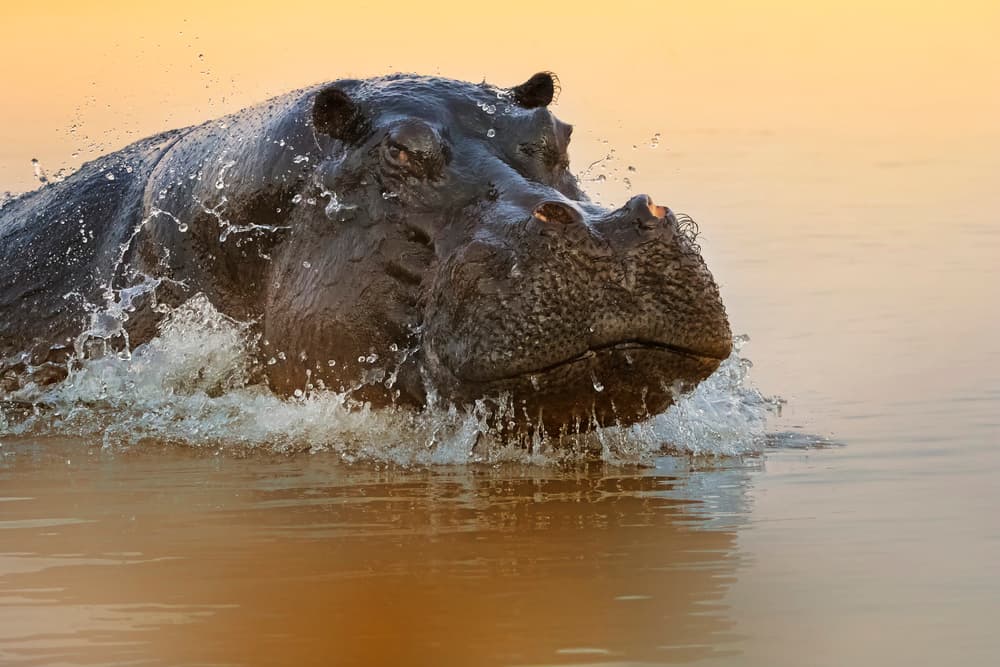 Powerful Hippo Splash by Phillip Chang — canvas wall art