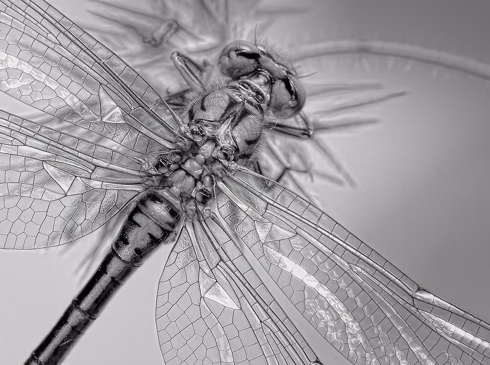 Monochrome Dragonfly Detail by Jimmy Hoffman — canvas wall art