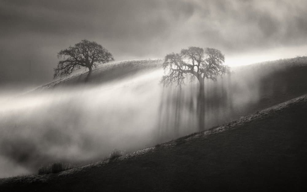 Dramatic Misty Trees by Dianne Mao — canvas wall art
