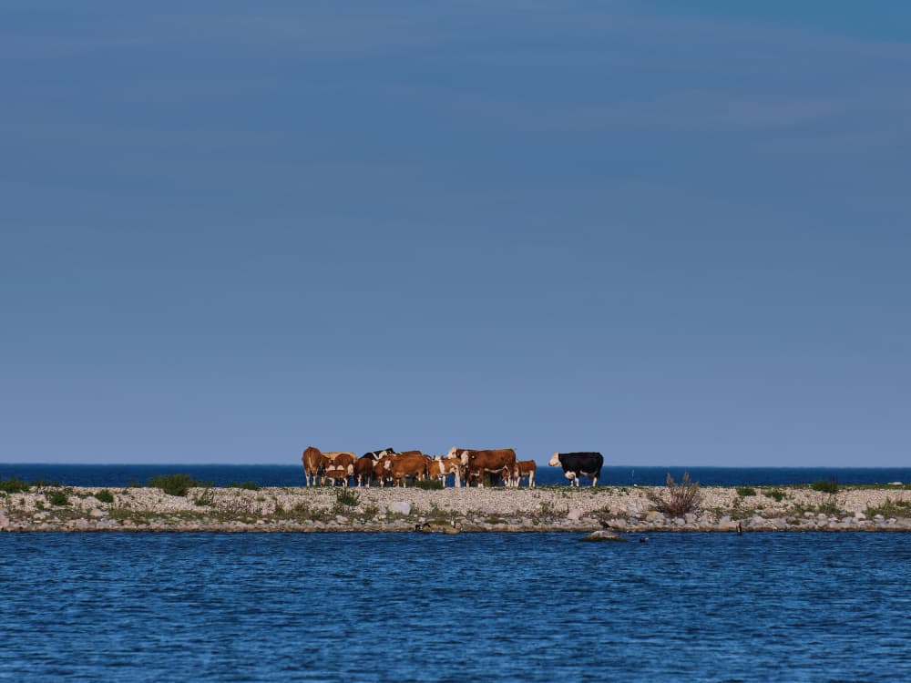 Cattle by the Sea by Geertjan Plooijer — canvas wall art