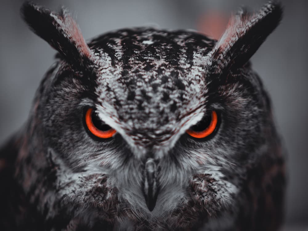 Intense Owl Gaze by Kei Mimizuku — canvas wall art