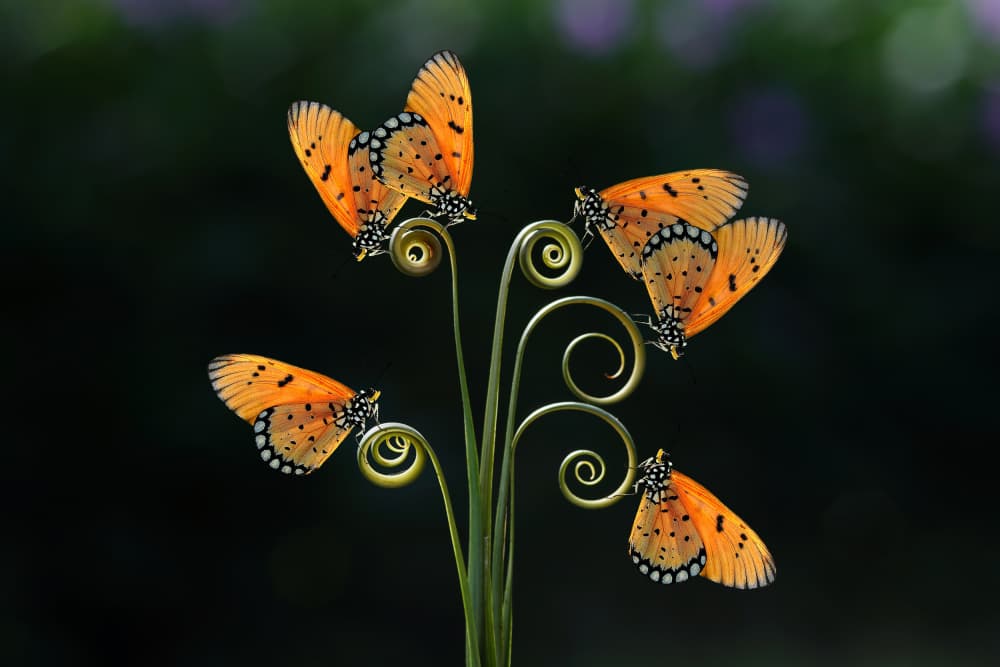 Orange Butterflies on Spiral by Andri Priyadi — canvas wall art