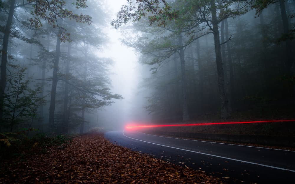 Foggy Forest Light Trail by Michele Vignola — canvas wall art