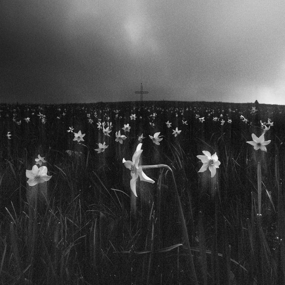 Cross in Flower Field by Filippo Manini — canvas wall art