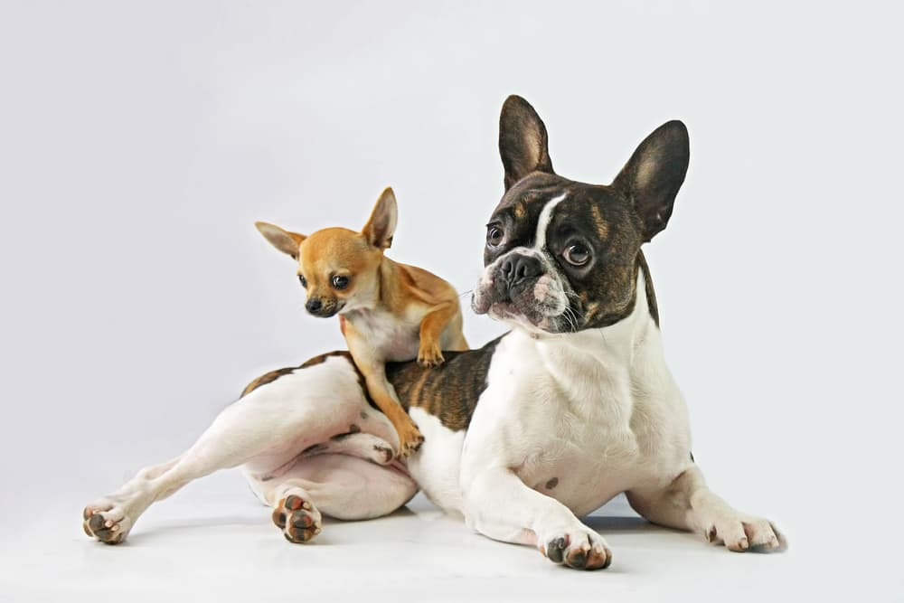 Chihuahua French Bulldog Friends by DDiArte — canvas wall art
