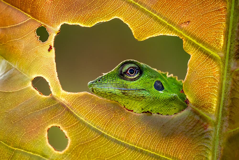 Peeking Green Lizard by Hendy Mp — canvas wall art