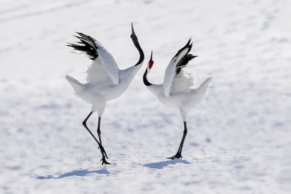Dancing Cranes in Snow by ZY Zhang — canvas wall art