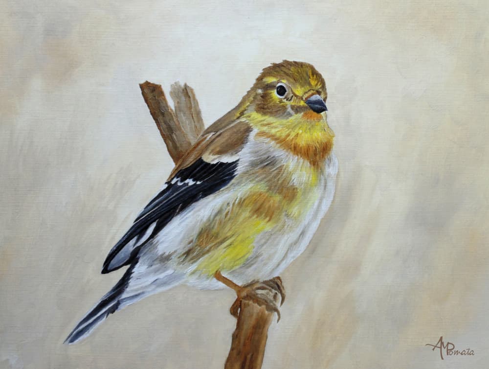 Perched Yellow Finch by Angeles M. Pomata — canvas wall art