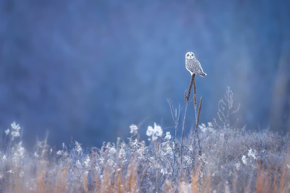 Serene Winter Owl by Anna Zhang — canvas wall art