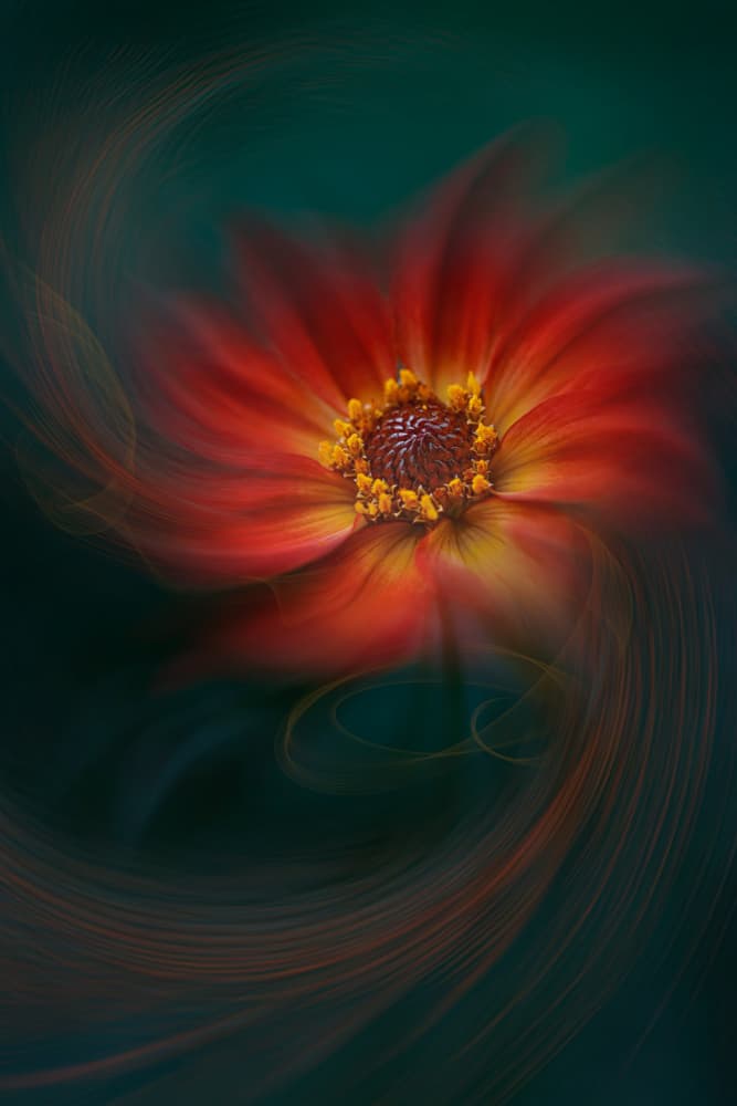 Vibrant Swirling Bloom by Lydia Jacobs — canvas wall art