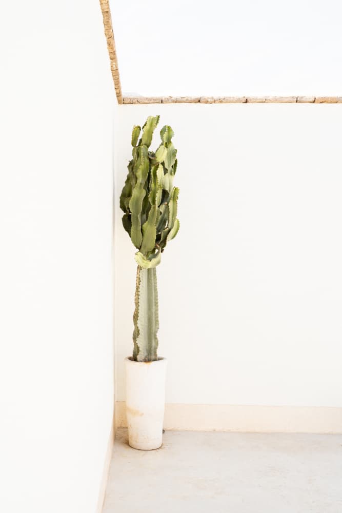 Minimalist Cactus Corner by Henrike Schenk — canvas wall art