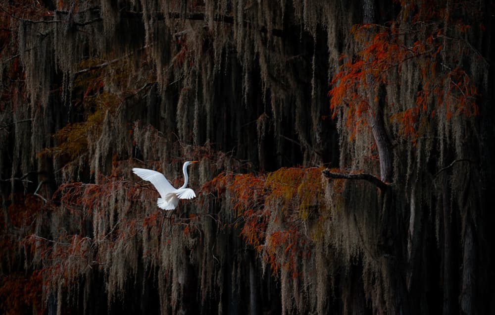 Egret Autumn Flight by Lydia Jacobs — canvas wall art