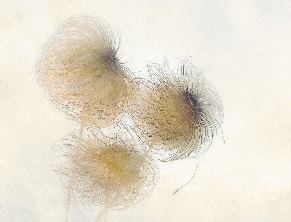 In the wind by Nel Talen — canvas wall art