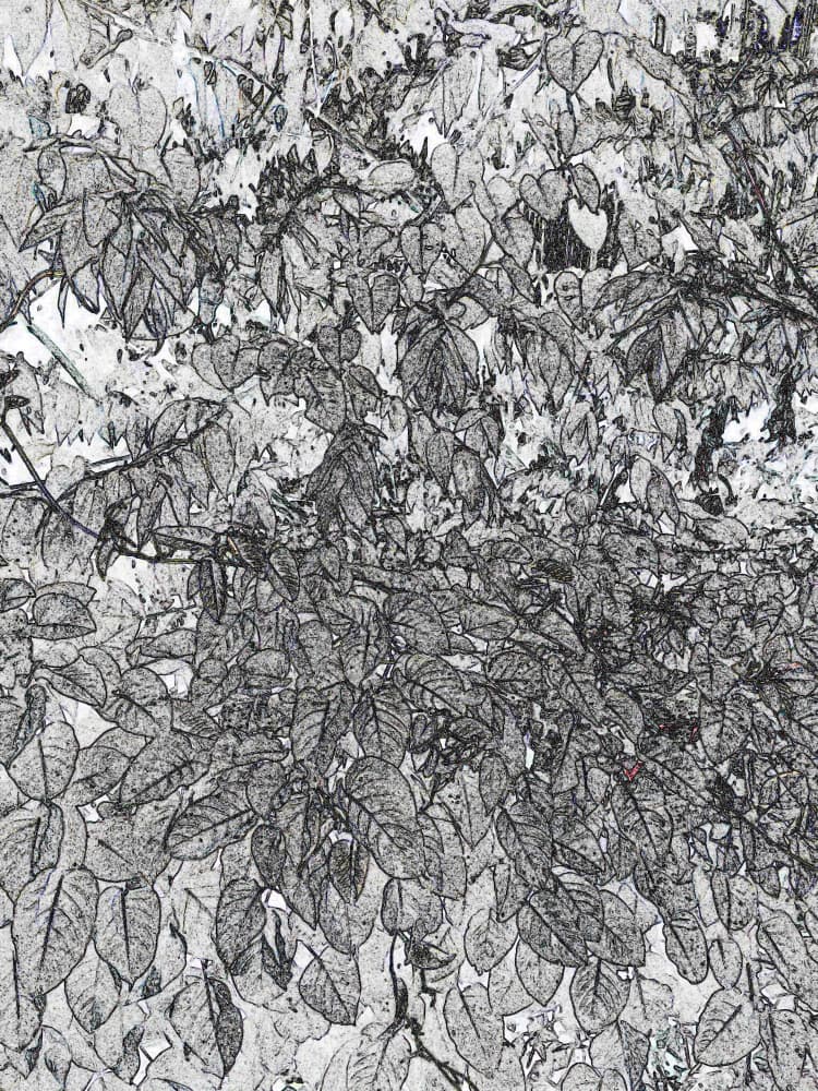Botanical Leaf Sketch by Santhosh ch — canvas wall art