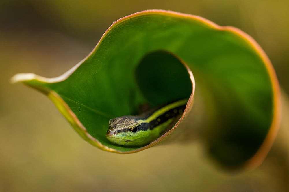 Peeking Green Lizard by Hendy Mp — canvas wall art