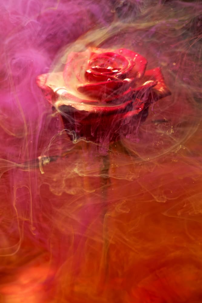 red rose and ink in water by engin akyurt — canvas wall art