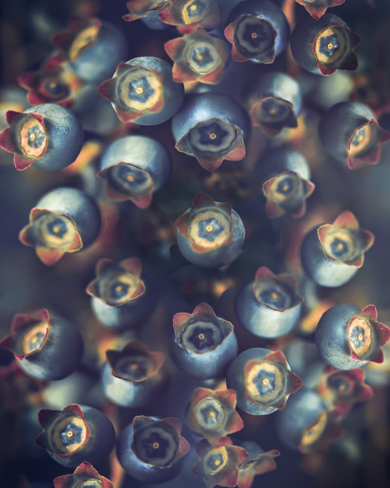 Vibrant Blueberry Cluster by Kristina Zvinakeviciute — canvas wall art