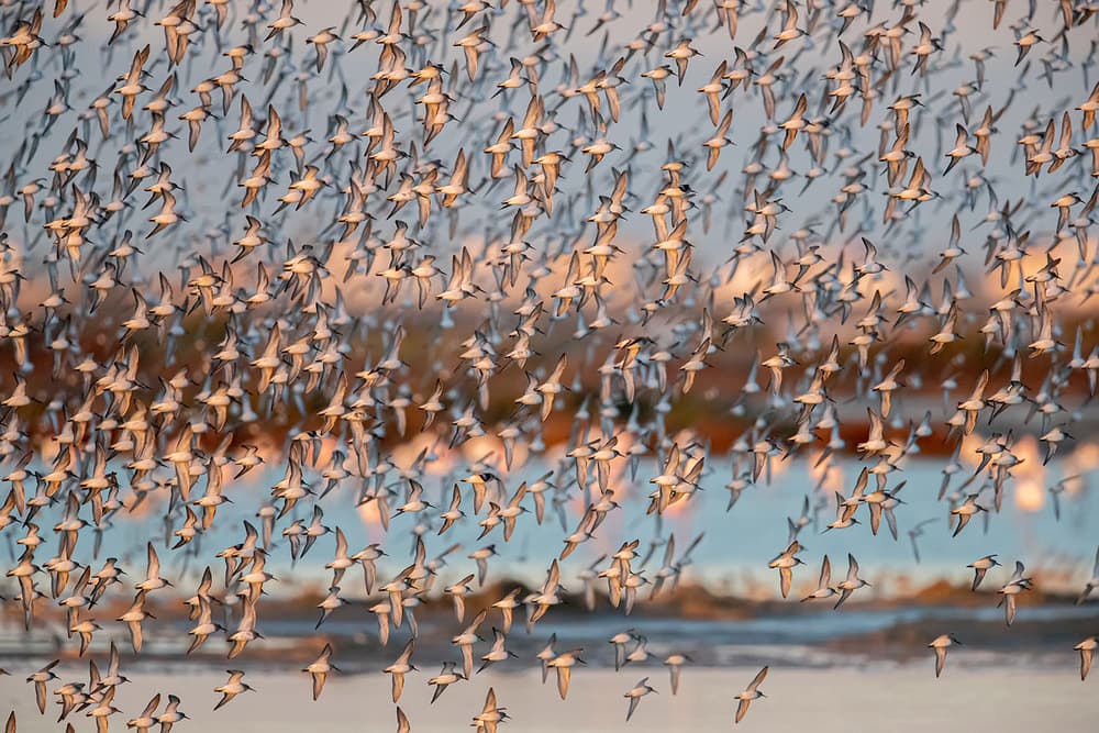 Golden Hour Flock by Joan Gil Raga — canvas wall art