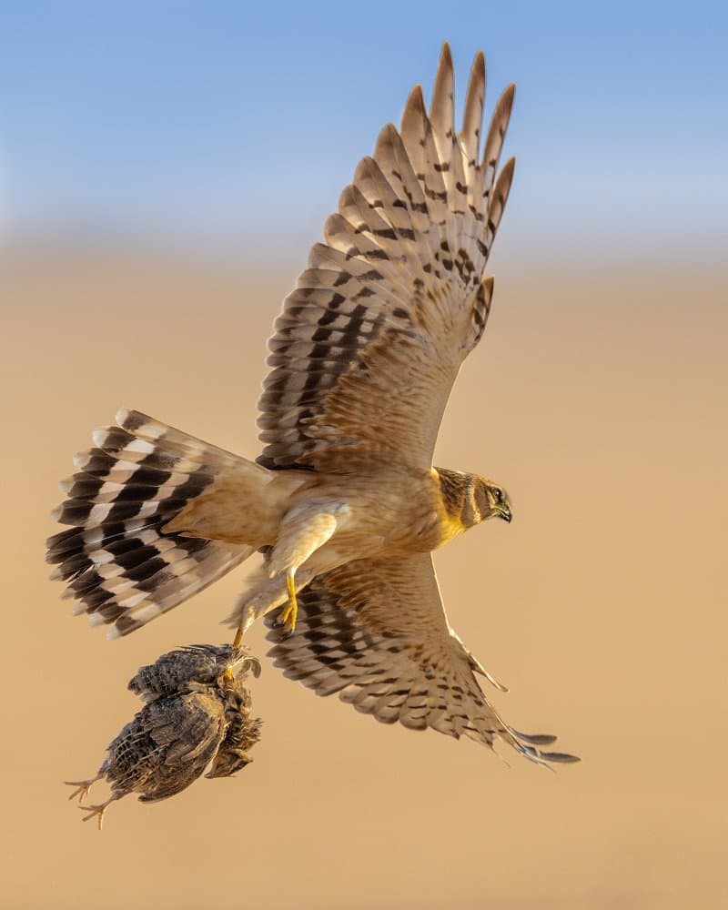 Raptor's Golden Hunt by Ahmed Sobhi — canvas wall art