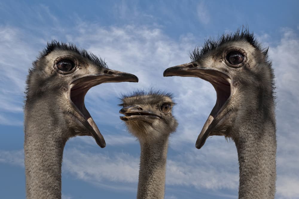 Three Shouting Ostriches by Jan Donckers — canvas wall art
