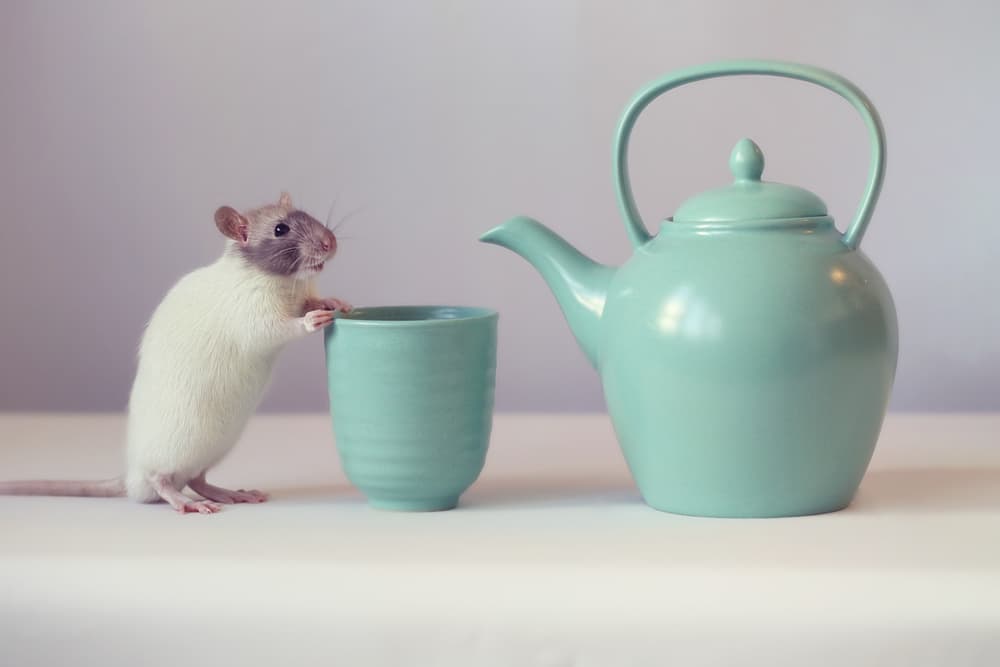 Rat's Tea Time by Ellen van Deelen — canvas wall art