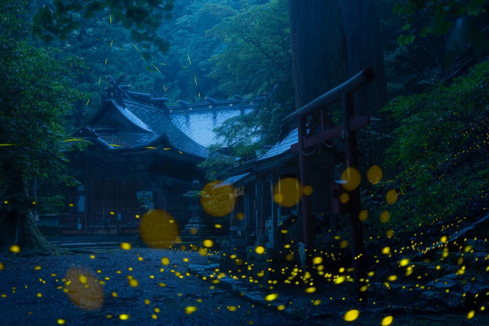 Japanese Temple Fireflies by Vu van quan — canvas wall art