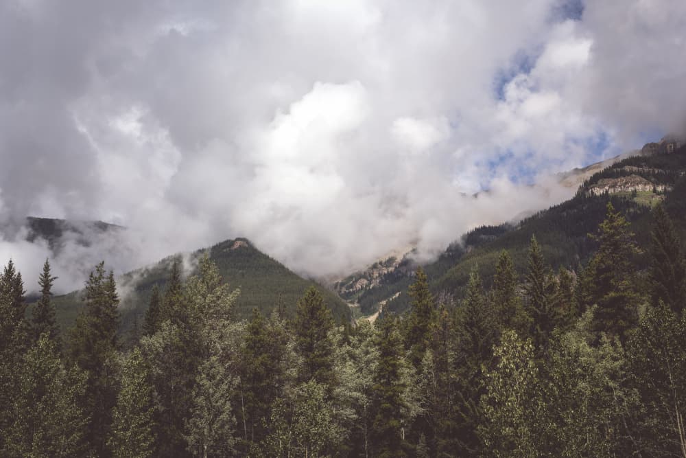 Misty Mountain Forest by Lynann Colligan — canvas wall art