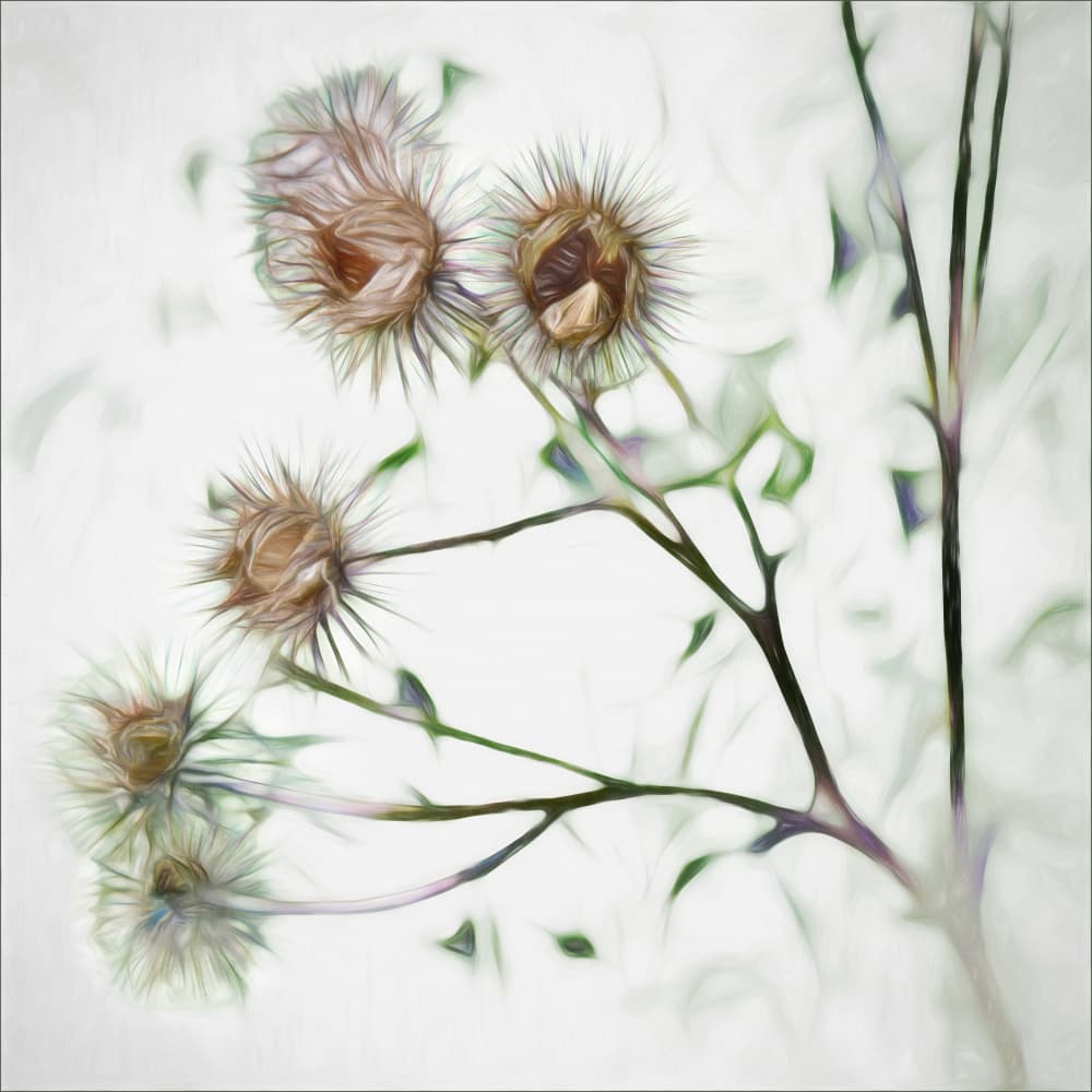 Ethereal Dried Pods by Gilbert Claes — canvas wall art