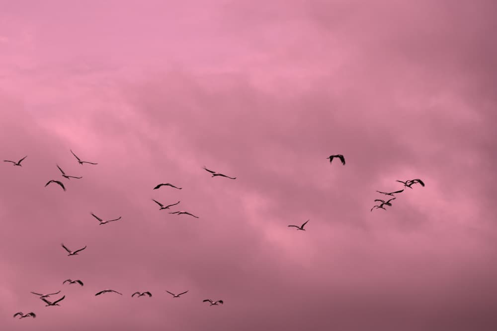 Pink Sky Birds Soaring by Santhosh ch — canvas wall art