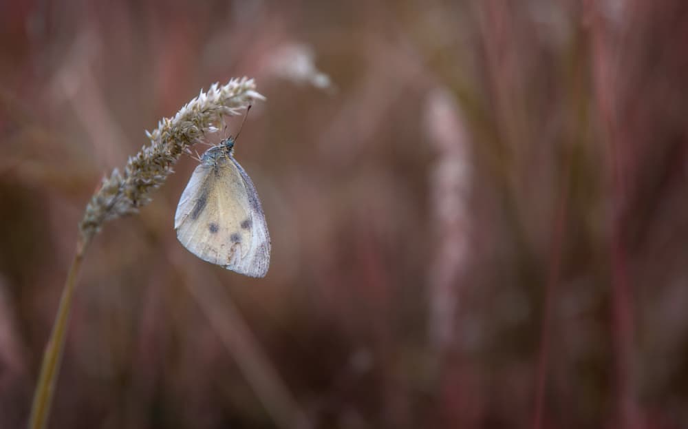 White Butterfly On Grass by Giorgio Toniolo — canvas wall art