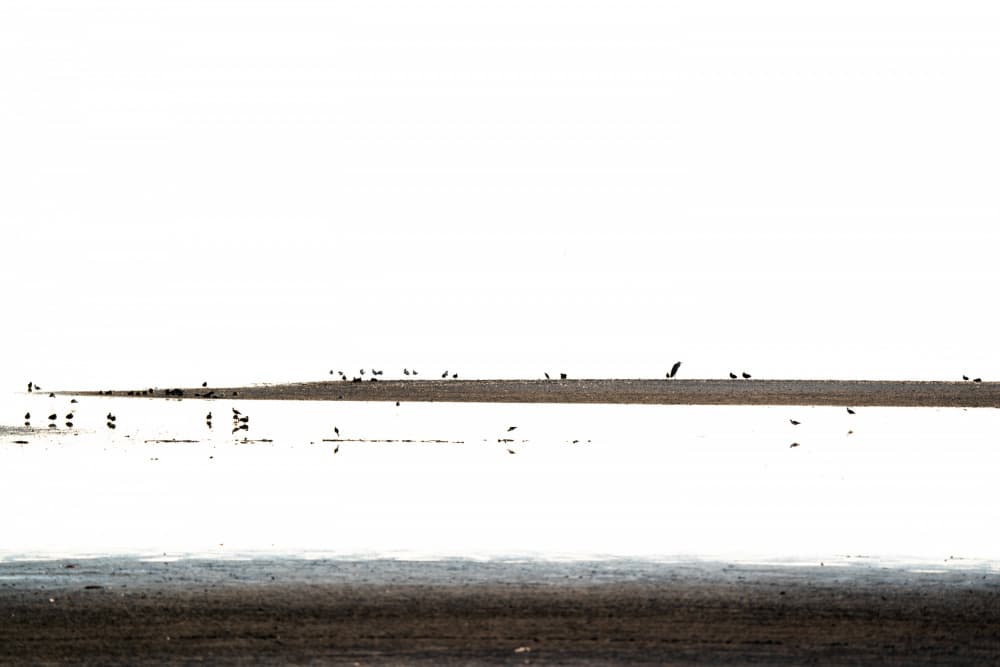 Silhouetted Birds Horizon by Etienne Steenkamp — canvas wall art