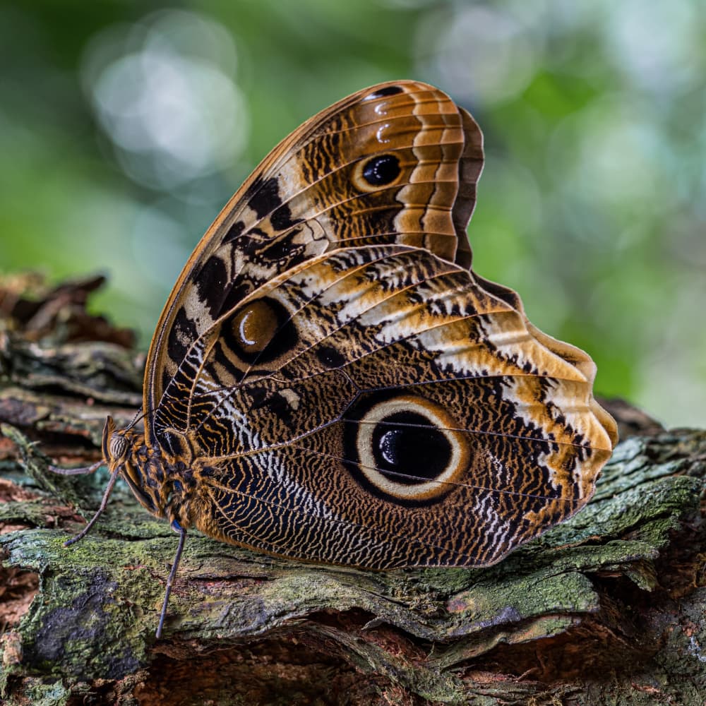 Owl Butterfly Wings by Urs Zimmermann — canvas wall art