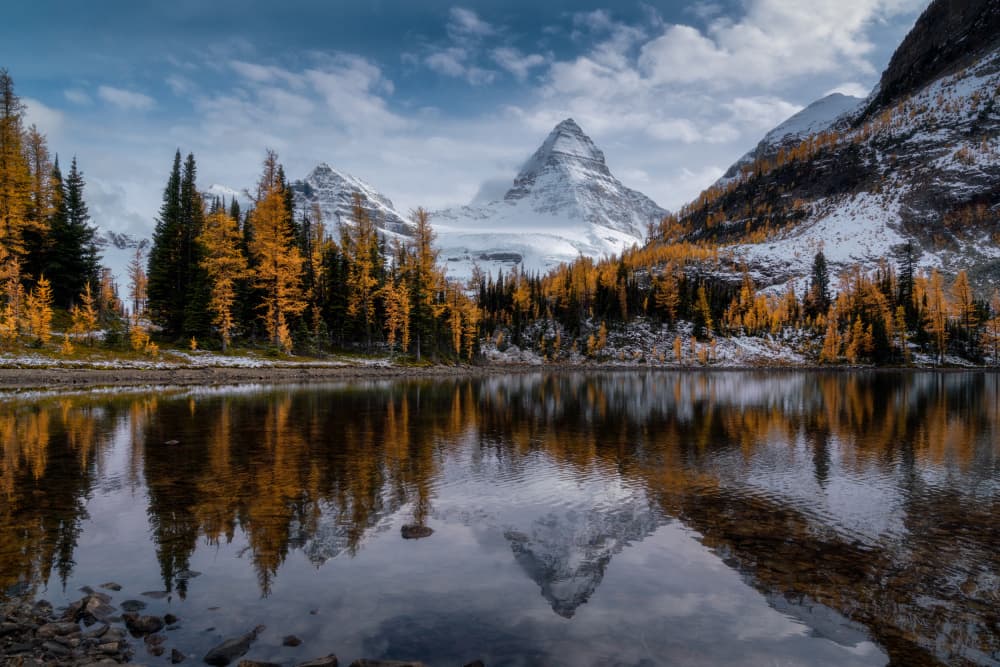 Golden Larches Mountain Lake by Willa Wei — canvas wall art