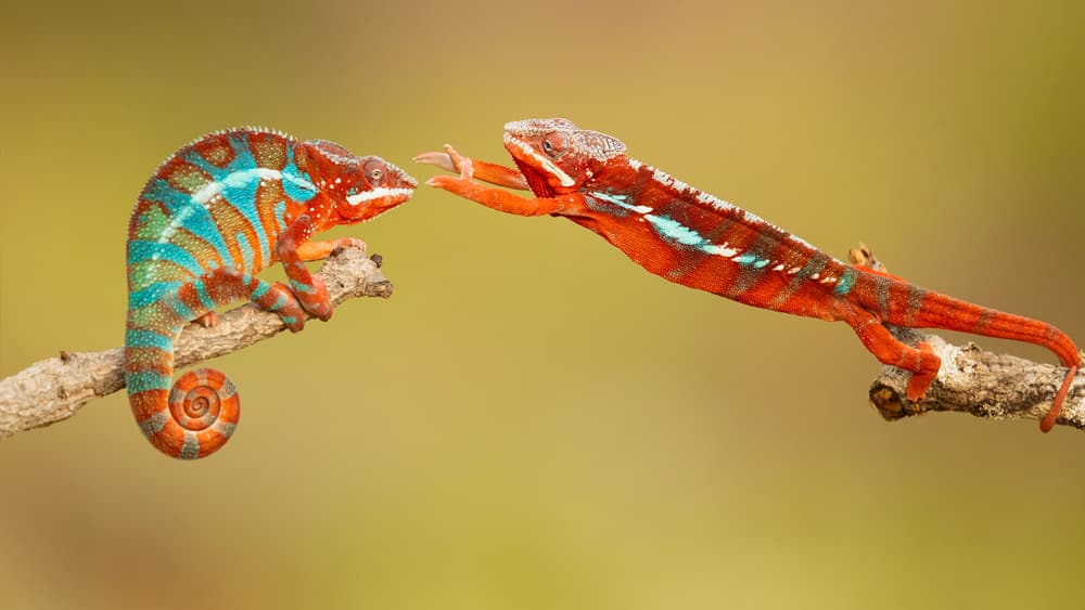 Colorful Chameleon Connection by Milan Zygmunt — canvas wall art