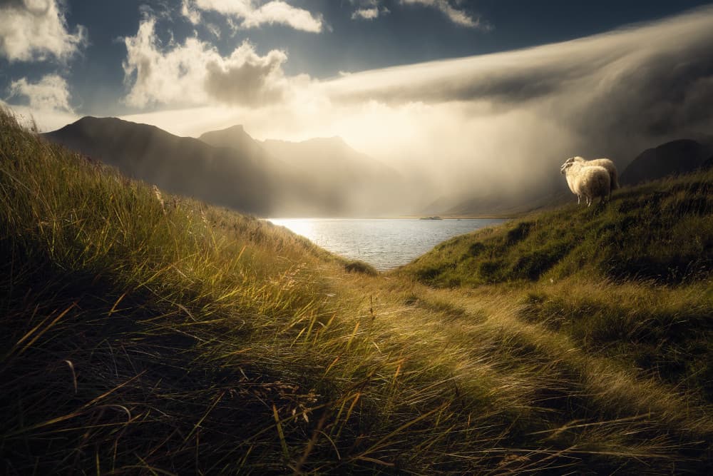 Sunlit Mountain Lake Sheep by Marian Kuric QEP — canvas wall art