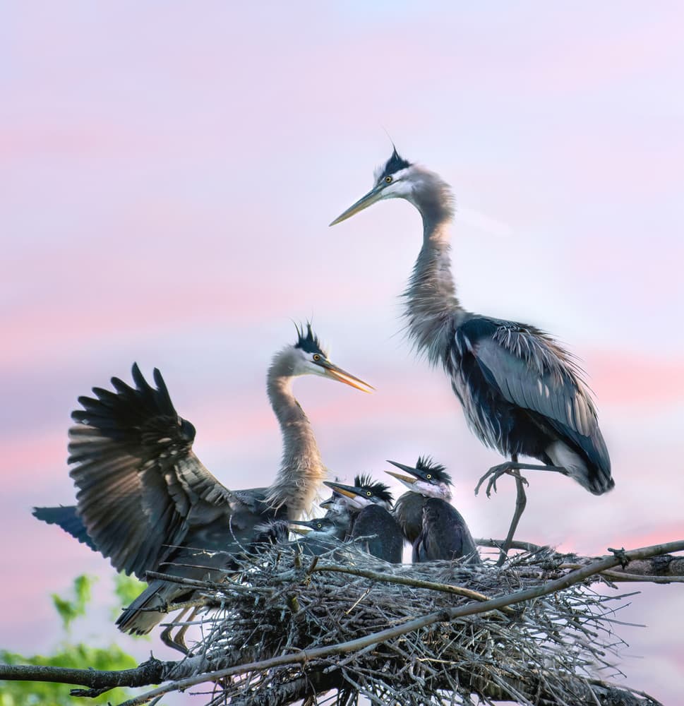 Heron Family Nest Sky by Catherine Wang — canvas wall art