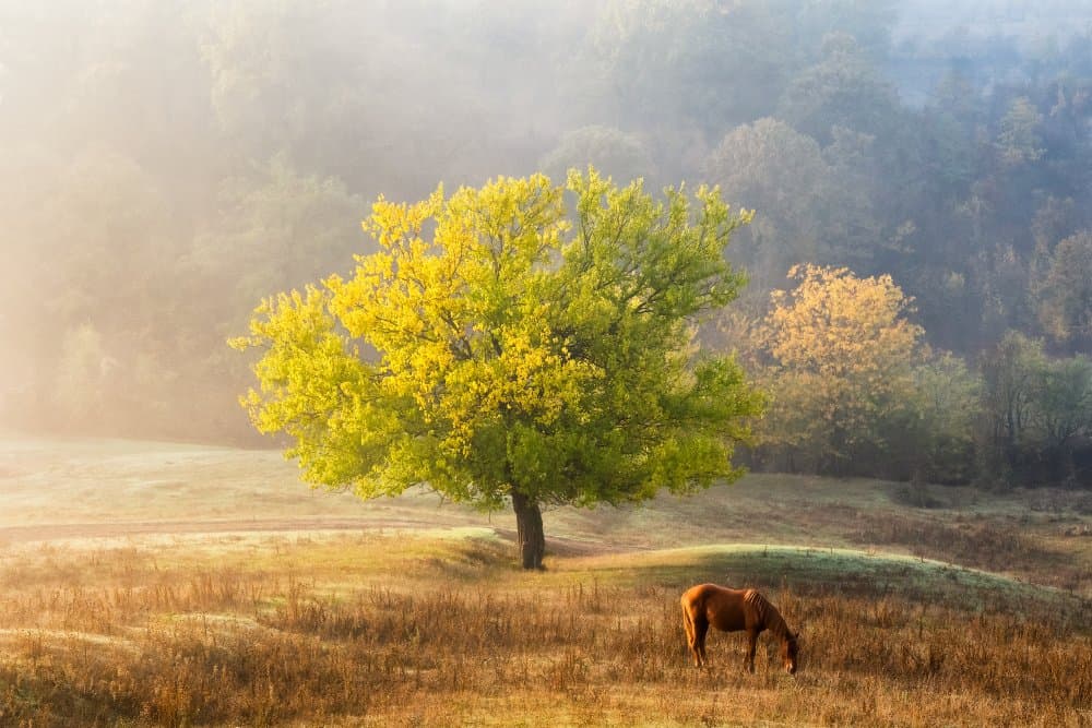 Misty Morning Horse and Tree by Sebastian Prioteasa — canvas wall art