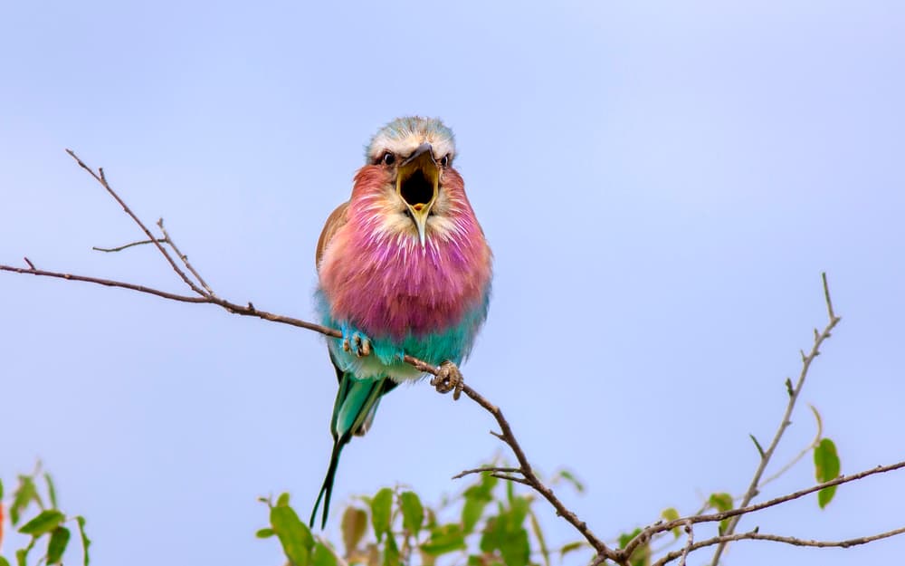 Vibrant Bird Singing by Husain Alfraid — canvas wall art