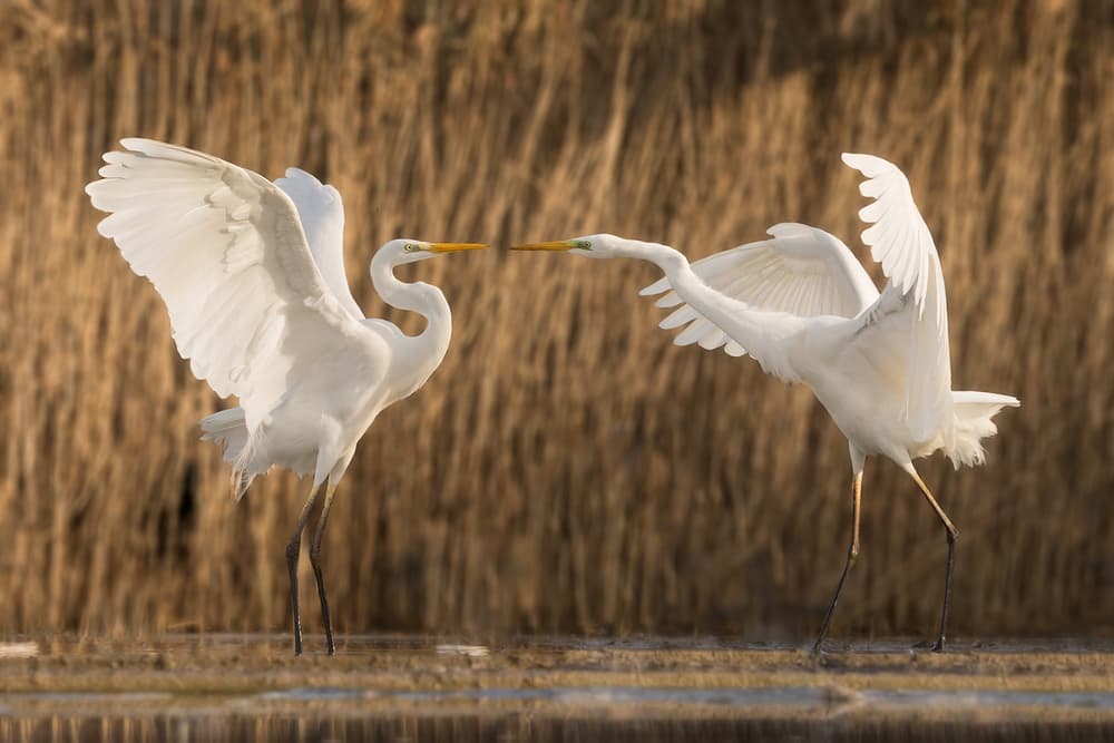 Egrets Golden Hour Dance by Cheng Chang — canvas wall art