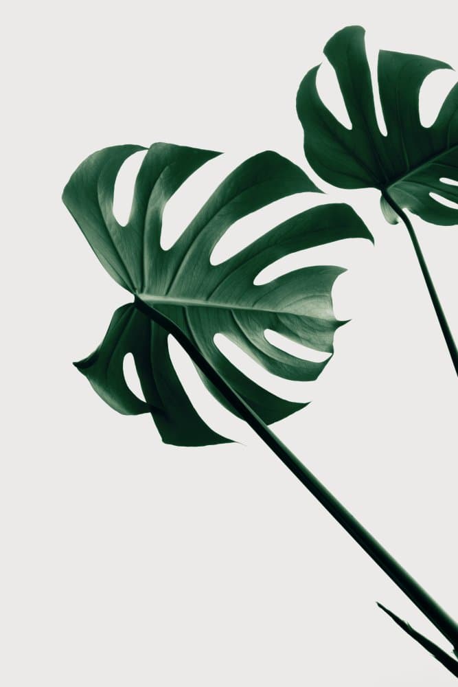 Tropical Monstera Leaves by Pictufy Studio III — canvas wall art