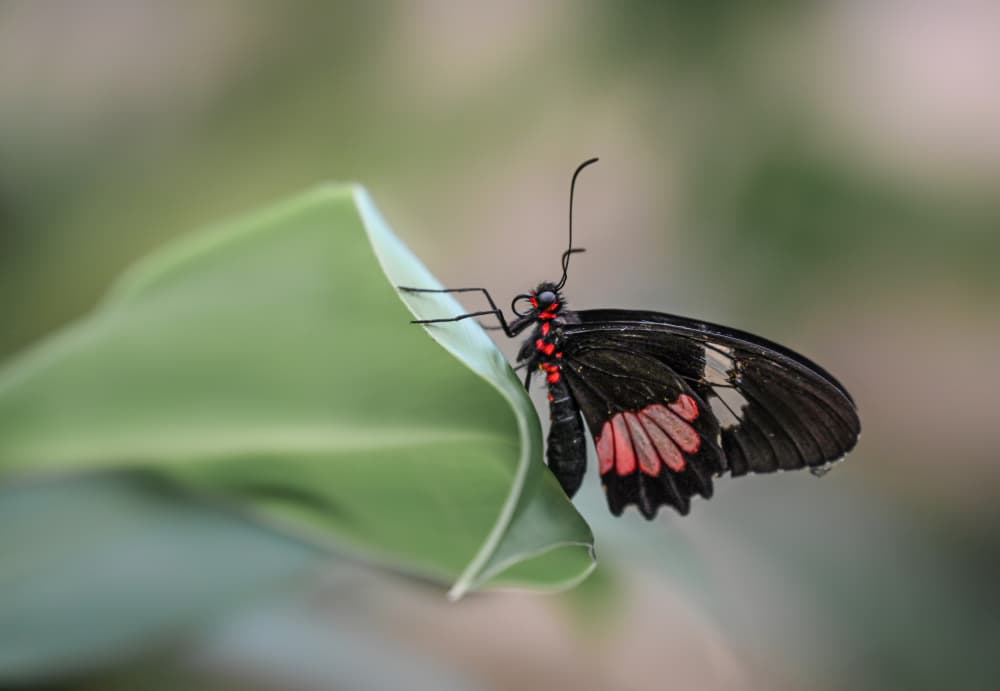 Vibrant Butterfly on Leaf by Oana Vasileniuc — canvas wall art