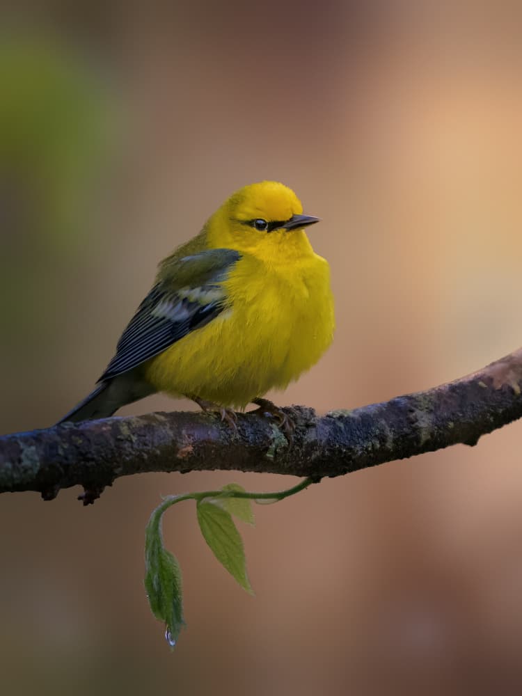 Bright Yellow Bird by Jacob (Jian) Xu — canvas wall art