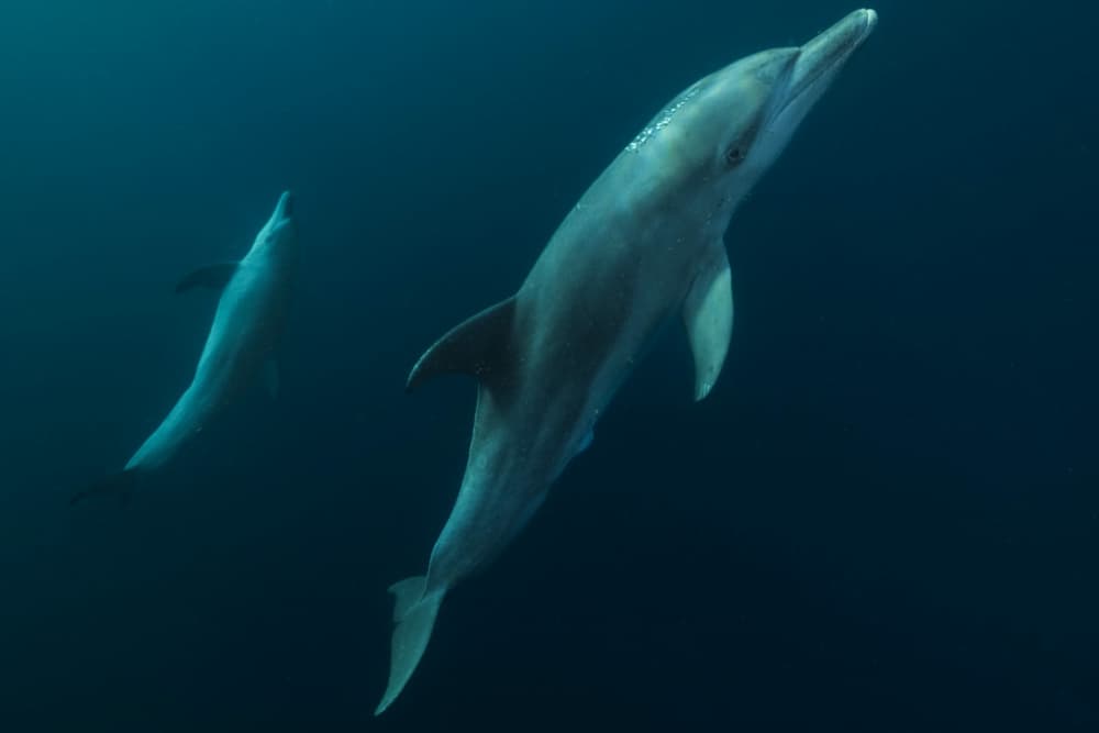 Dolphins Deep Blue by Serge Melesan — canvas wall art