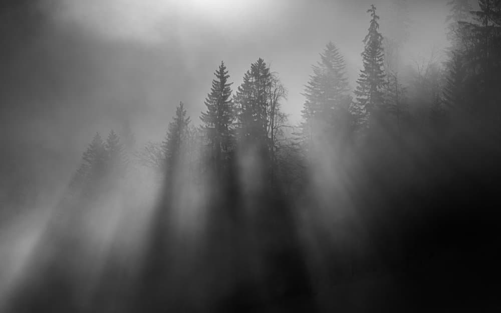 Foggy Forest Sun Rays by Andy Dauer — canvas wall art