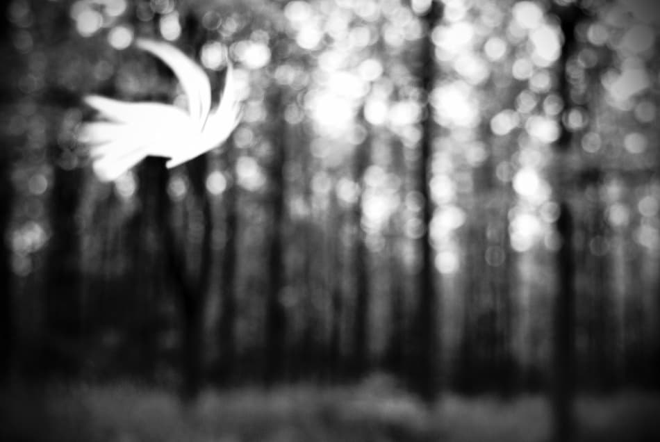 Dreamy Forest Dove by Codrin Lupei — canvas wall art