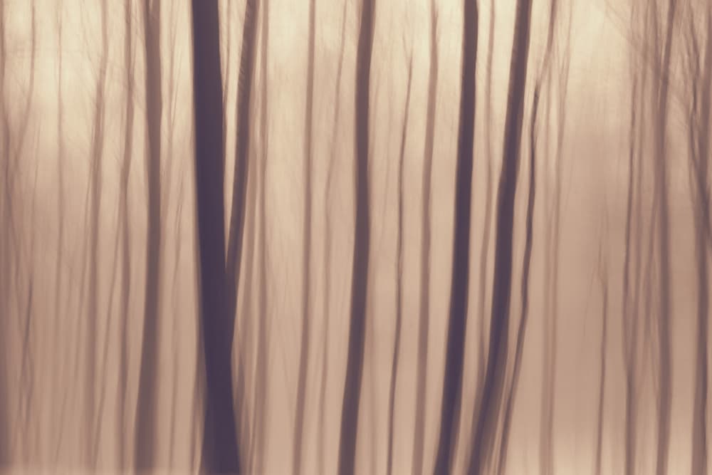 Ethereal Forest Trees by Bilge Paksoylu — canvas wall art