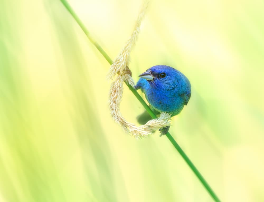 Blue Bird Perched by Ling  Lu — canvas wall art