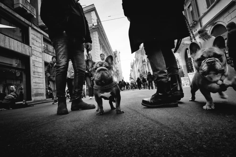 French Bulldogs City Stroll by Antonio Grambone — canvas wall art